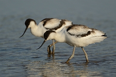 David Plant Photography - Wildlife Photography - Avocet - U